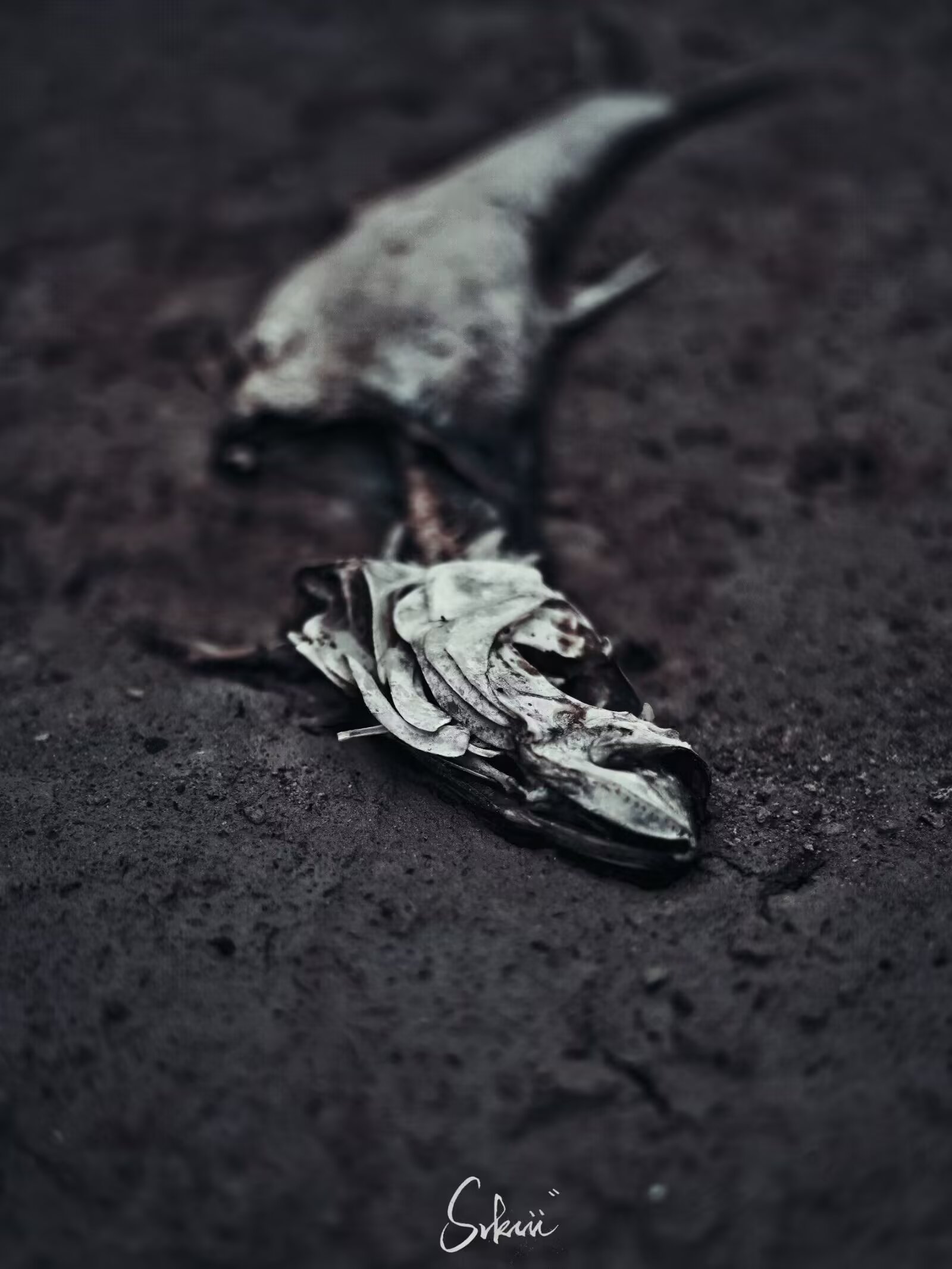 静物摄影作品